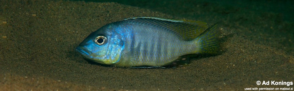 Ctenopharynx pictus 'Liwani