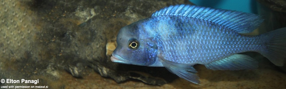 Cyrtocara moorii 'Likoma Island'