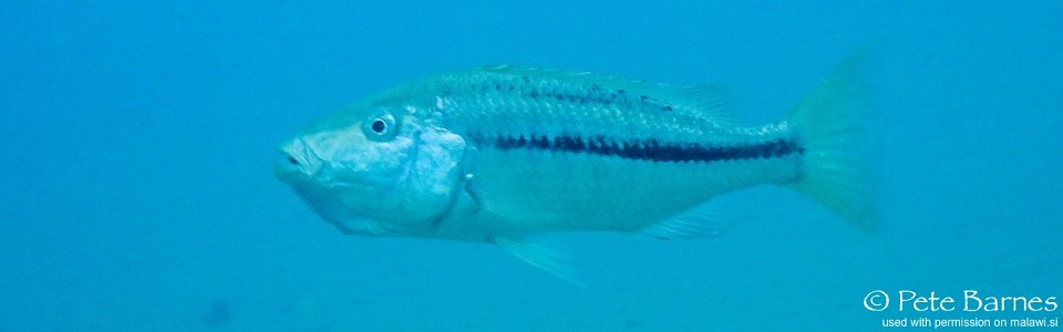 Dimidiochromis kiwinge 'Kawanga Rocks'