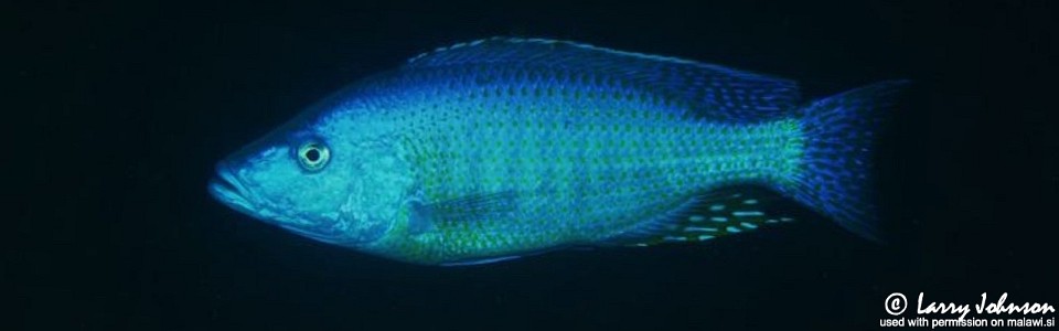 Dimidiochromis kiwinge (unknown locality)