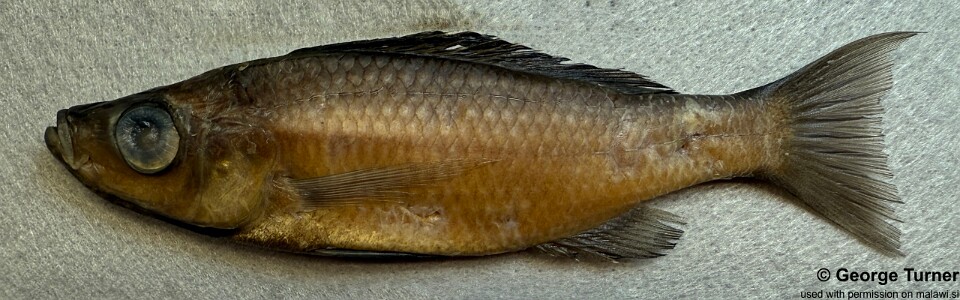 Diplotaxodon dentatus 'Monkey Bay'