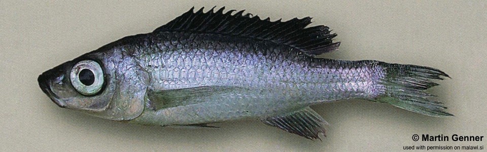 Diplotaxodon sp. 'limnothrissa black-dorsal' Tukombo