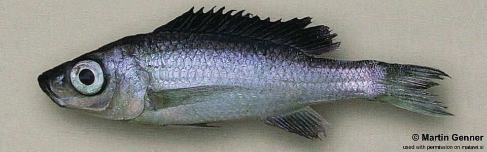 Diplotaxodon sp. 'limnothrissa blackdorsal' Tukombo