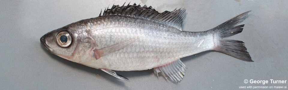 Diplotaxodon sp. 'limnothrissa blackdorsal' (unknown locality)