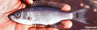 Diplotaxodon sp. 'holochromis'.jpg