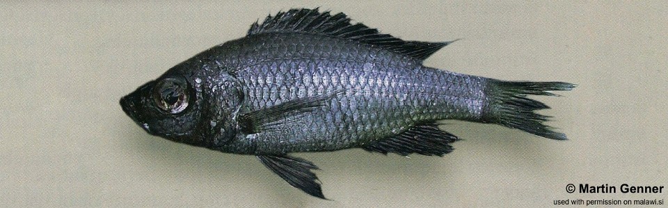 Diplotaxodon sp. 'macrops north' Nkhata Bay