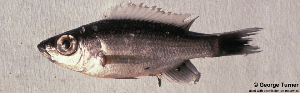 Diplotaxodon sp. 'offshore'