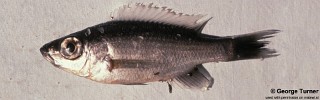 Diplotaxodon sp. 'offshore'.jpg