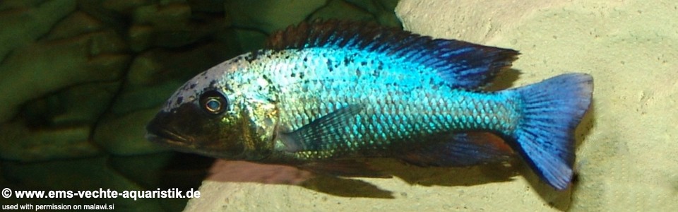 Fossorochromis rostratus 'Otter Point'