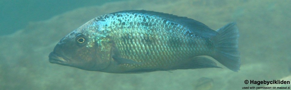 Fossorochromis rostratus 'Thumbi West'