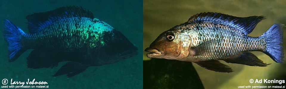 Fossorochromis rostratus (unknown locality)