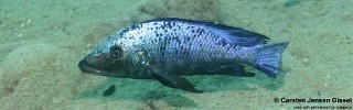 Fossorochromis rostratus 'Chiofu Bay'.jpg