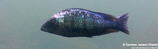 Fossorochromis rostratus 'Mitande Reef'.jpg