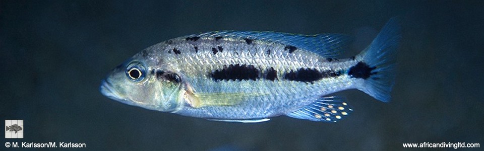 'Hemitaeniochromis' sp. 'urotaenia mandalawi' Rhoades Bank