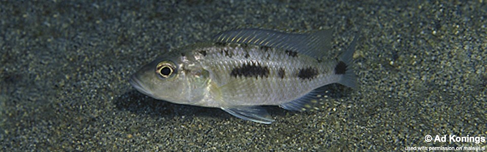 'Hemitaeniochromis' sp. 'urotaenia tanzania' Makonde