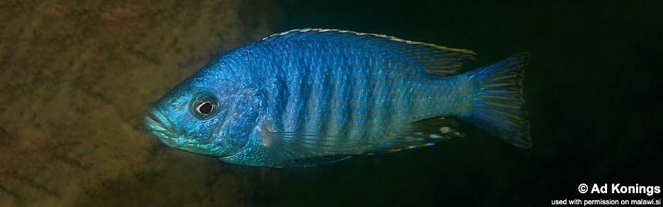 'Hemitaeniochromis' sp. 'insignis mumbo' Boadzulu Island