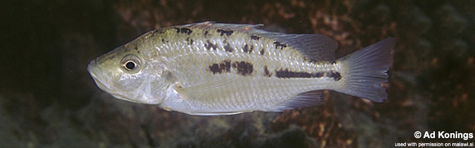 'Hemitaeniochromis' sp. 'insignis mumbo' Chiofu