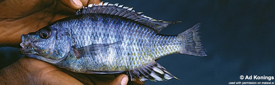 'Hemitaeniochromis' sp. 'insignis mumbo' Mumbo Island