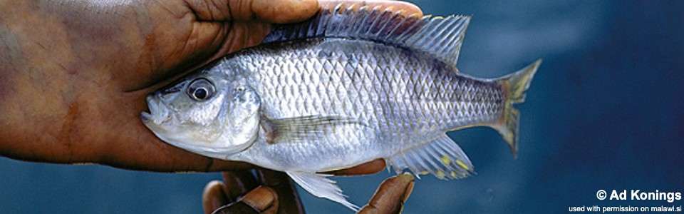 'Hemitaeniochromis' sp. 'spilopterus jalo' Jalo Reef