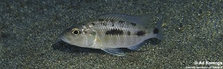 'Hemitaeniochromis' sp. 'urotaenia tanzania' Makonde.jpg