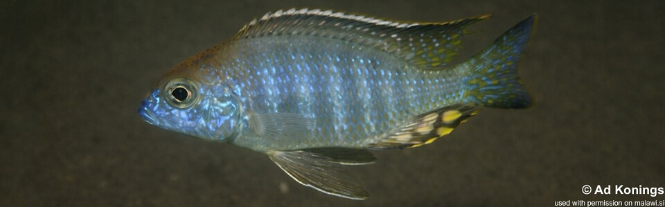 Lethrinops auritus 'Masasa Reef'