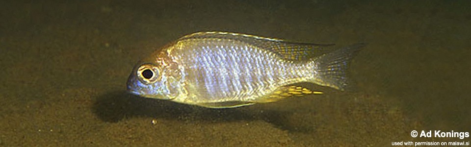 Lethrinops macrophthalmus 'Jalo Reef'