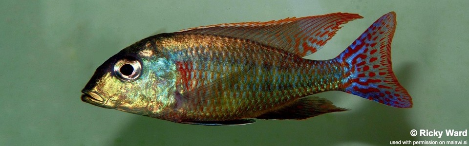 Lethrinops marginatus 'Lupingu'