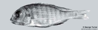 Lethrinops sp. 'big head' South East Arm.jpg