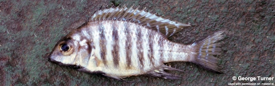 Lethrinops sp. 'black chin' South East Arm