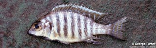 Lethrinops sp. 'black chin' South East Arm.jpg