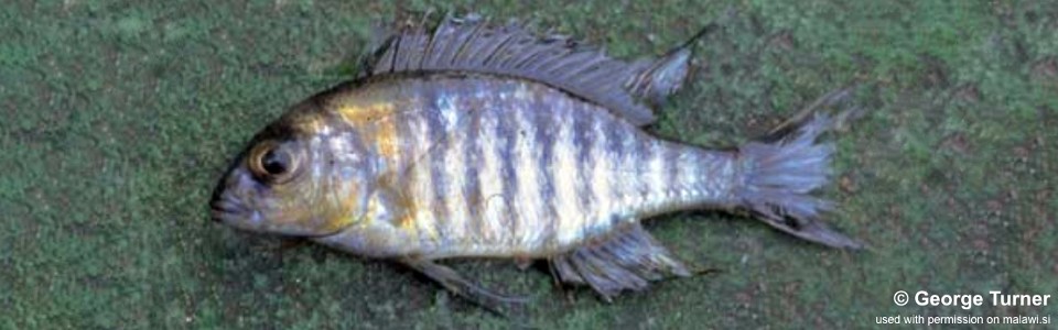 Lethrinops sp. 'blue orange' South East Arm