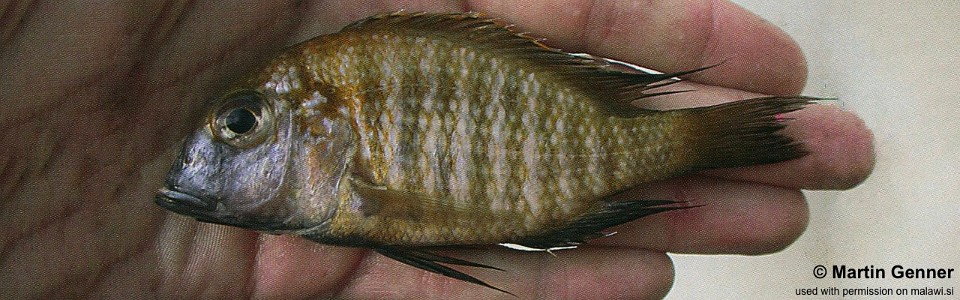 Lethrinops sp. 'deep-water albus yellow' Monkey Bay