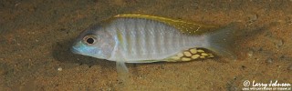 Lethrinops sp. 'longimanus likoma' Masimbwe Island.jpg