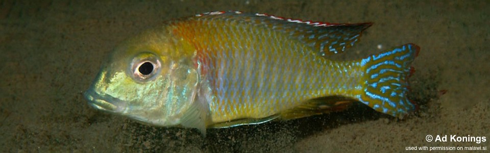 Lethrinops sp. 'macrochir nkhudzi' Nkhudzi