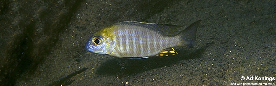 Lethrinops sp. 'nyassae' Chitande Island