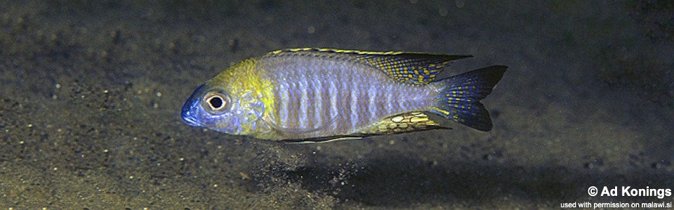 Lethrinops sp. 'nyassae' Lupingu