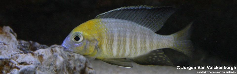 Lethrinops sp. 'nyassae' Mbahwa