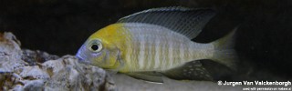 Lethrinops sp. 'nyassae' Mbahwa.jpg