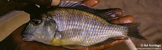 Lethrinops sp. 'yellow chest' Senga Bay.jpg