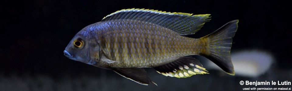 Mchenga thinos 'Chimwalani Reef'