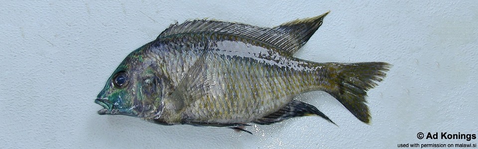 Mylochromis chekopae 'Nakantenga Island'