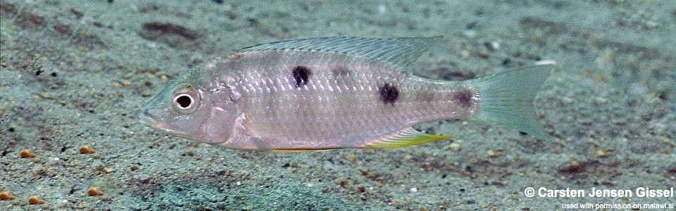 Mylochromis ericotaenia 'Nkhata Bay'