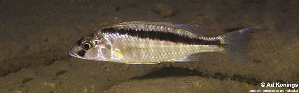 Mylochromis formosus 'Maleri Island'