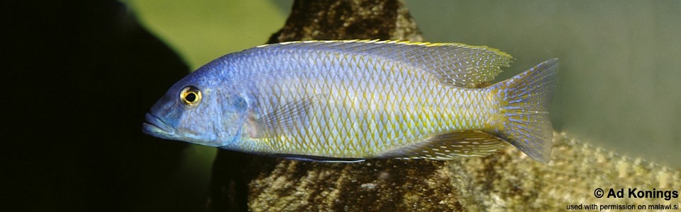 Mylochromis formosus 'Senga Bay'