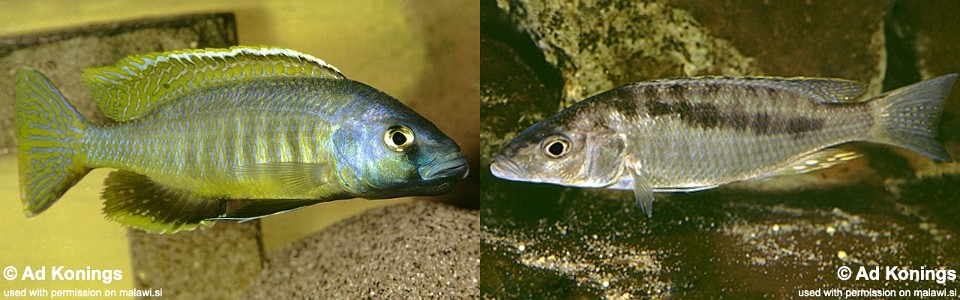 Mylochromis gracilis 'Senga Bay'