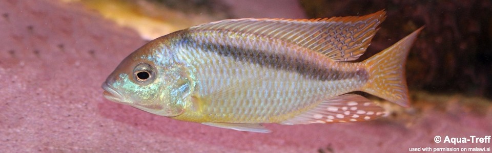 Mylochromis melanonotus (unknown locality)