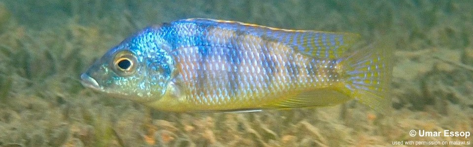 Mylochromis mola 'Domwe Island'