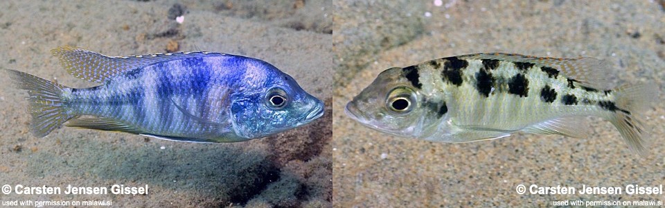 Mylochromis mola 'Malopa'