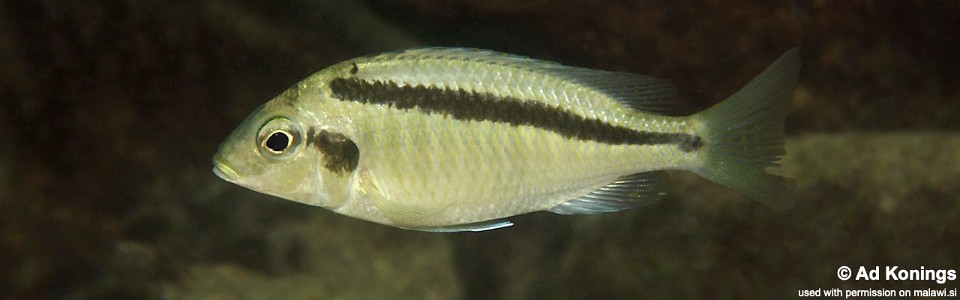 Mylochromis mollis 'Thumbi West Island'