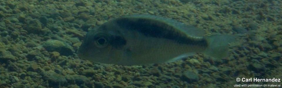 Mylochromis sp. 'guentheri mbenjii' Maleri Island